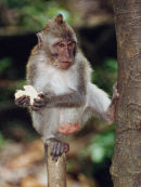 Monkey in Bali